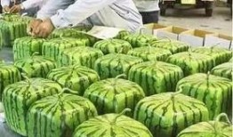 宁夏红寺堡吃瓜事件视频,一场引发热议的乡村奇观