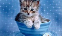 小猫吃哈密瓜视频,哈密瓜盛宴萌态十足