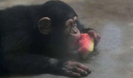 大妈吃瓜像猩猩的视频,网络热议引发趣味横生