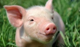 喂猪吃瓜视频素材,喂猪吃瓜欢乐多