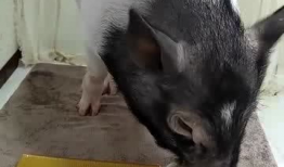 小猪吃哈米瓜视频大全,欢乐视频大盘点