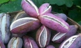 老外吃八月瓜视频网站,老外挑战八月瓜，揭秘神秘热带水果的滋味之旅