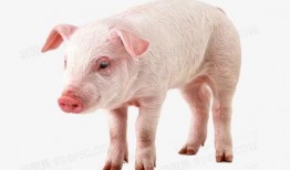 喂猪吃瓜视频素材,喂猪吃瓜欢乐多