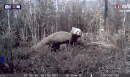 小熊猫吃瓜视频,萌态十足，网友直呼可爱爆表！