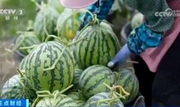 镇平四大吃瓜事件视频最新,揭秘背后真相与网友热议