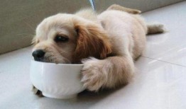 狗狗吃茭瓜视频播放大全,萌宠美食视频大盘点