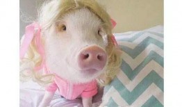 吃瓜少女猪猪解说视频,猪猪吃瓜少女带你领略解说视频魅力