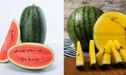 最早吃瓜的视频,揭秘最早吃瓜群众的幕后故事