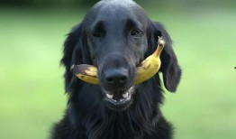 狗狗吃茭瓜视频播放大全,萌宠美食视频大盘点