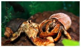 寄居蟹可以吃青皮瓜吗视频,揭秘青皮瓜的奇妙滋味