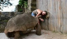 老王八吃瓜视频在线观看,在线观看，笑料连连