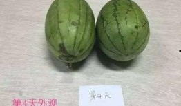 汾阳昌瑞绿洲吃瓜原视频