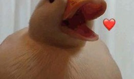 瓜哥带你吃鸭子视频