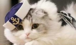 猫吃瓜尔胶有害吗视频,宠物健康安全警示