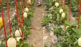 汾阳昌瑞绿洲吃瓜原视频