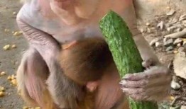 猴子配音吃瓜视频大全,趣味横生的猴子配音吃瓜视频大盘点