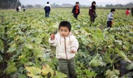 吃瓜现场配图大全图片视频