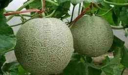 吃网纹瓜的视频,视频带你领略夏日清新口感