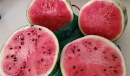 日韩人吃麒麟瓜视频,麒麟瓜美味大揭秘