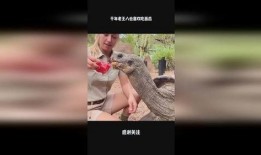 老王八吃瓜视频在线观看,在线观看，笑料连连