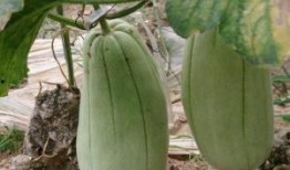 吃脆瓜的视频素材下载,视频素材中的清新诱惑