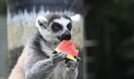 吃瓜指哪个生肖动物呢视频,揭秘“吃瓜群众”所指生肖之谜