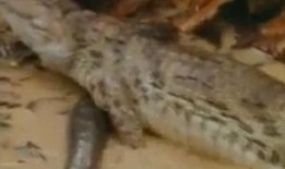 吃瓜的鳄鱼视频大全下载,趣味横生的动物世界瞬间