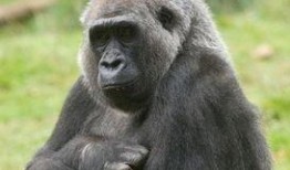 主播吃瓜嘴巴像大猩猩的视频,网友惊呼像大猩猩