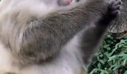 崽崽吃瓜视频在线观看,揭秘娱乐圈幕后故事