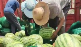 甘肃婚礼吃瓜视频大全,传统习俗与现代风情的完美融合