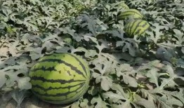 寿光东城吃瓜事件原视频,一场引发热议的街头冲突