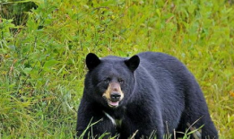 吃瓜黑熊本尊视频大全下载,吃瓜黑熊本尊视频大全独家下载