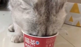 猫咪吃小瓜视频大全集,视频大全集趣味盘点