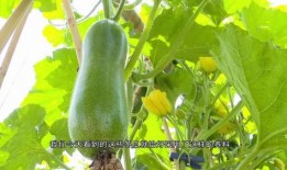 云州区吃瓜视频,揭秘当地特色美食与风土人情