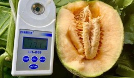 吃瓜大全视频,揭秘娱乐圈幕后故事，带你领略明星们的真实生活