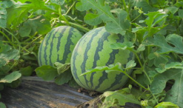 阜阳海伦斯吃瓜视频,一场引发网友热议的美食盛宴