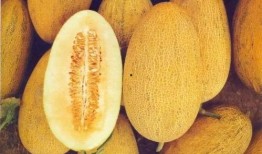 吃哈密瓜美食博主视频,博主带你领略瓜中佳肴的魅力