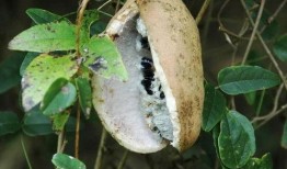 吃八月瓜视频素材,视频揭秘神秘果实的魅力