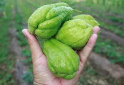 王大山吃佛手瓜视频大全