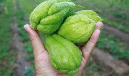 王大山吃佛手瓜视频大全