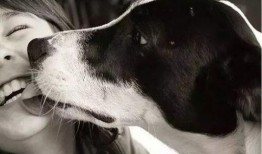 吃瓜群众舔狗视频大全,吃瓜群众揭秘网络现象背后的心理真相