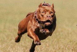 比特犬吃猪瓜好吗视频播放,一场意想不到的味蕾冒险