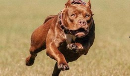 比特犬吃猪瓜好吗视频播放,一场意想不到的味蕾冒险