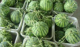 康县网红女吃瓜视频,康县美食新风尚