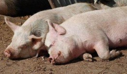 重庆喂猪吃瓜直播视频,重庆村民喂猪吃瓜，瓜农直播带货新风尚