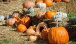 群众吃野瓜视频大全下载,揭秘群众热传的野瓜视频大全下载攻略