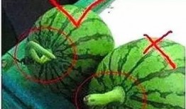 勺子吃瓜技巧视频大全,勺子吃瓜技巧视频大全解析