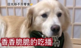 吃瓜小狗的配音视频播放