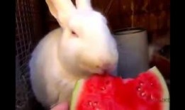 给小猫吃瓜视频大全,小猫吃瓜视频大全集锦