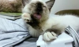 吃瓜视频自娱自乐,轻松自娱自乐，畅享欢乐时光